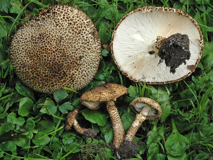 Lepiota hystrix