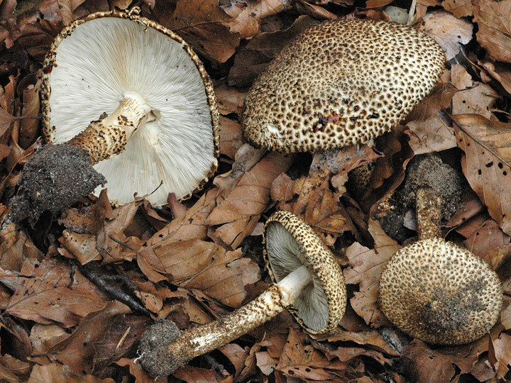 Lepiota hystrix