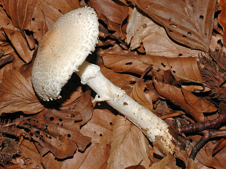 Lepiota subgracilis