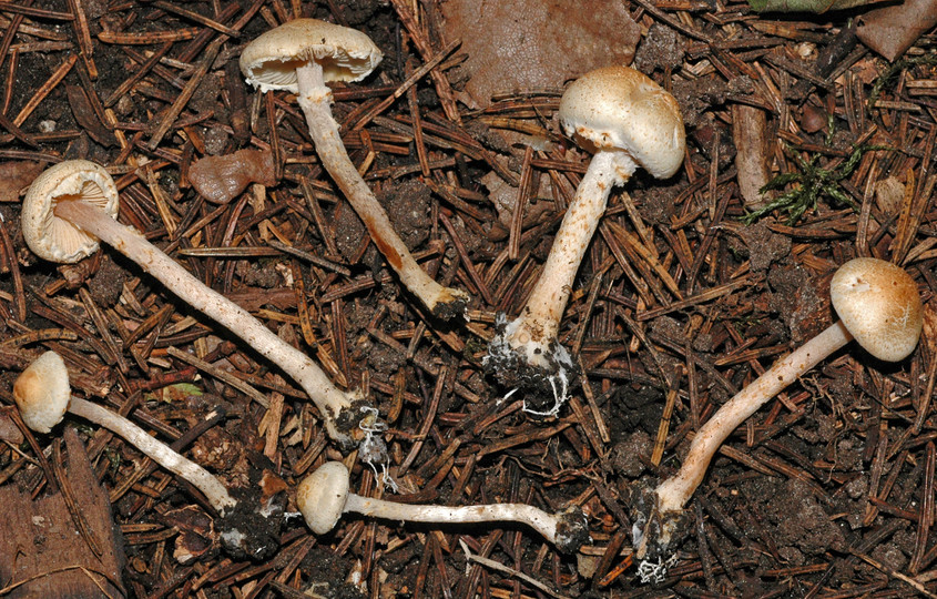 Lepiota subalba