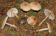 Lepiota magnispora