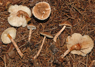 Lepiota castanea