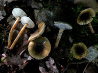 Lepiota grangei