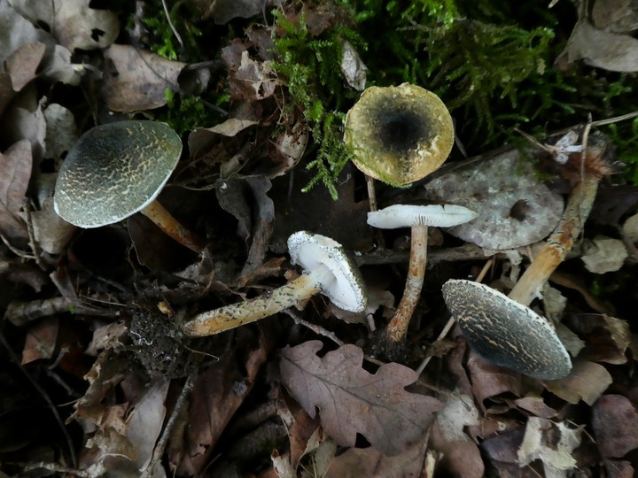 Lepiota grangei