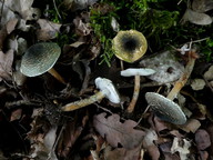 Lepiota grangei