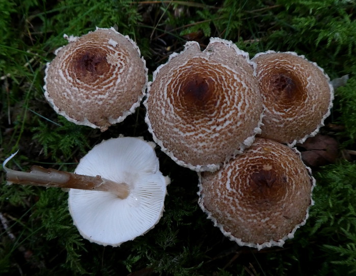 Lepiota brunneoincarnata