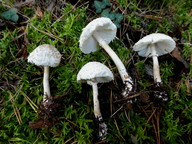 Lepiota erminea