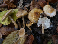 Lepiota boudieri