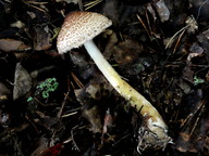 Lepiota cortinarius