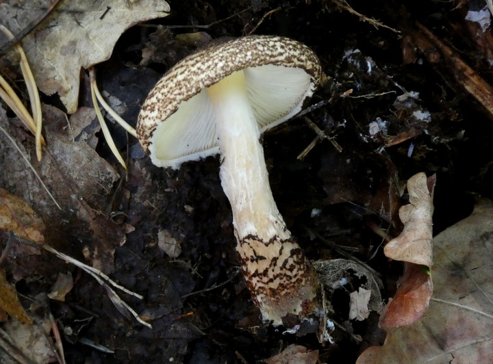 Lepiota brunneoincarnata 