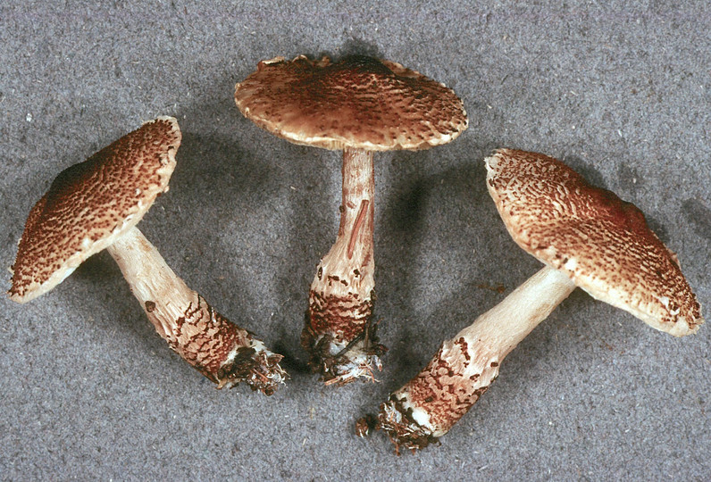 Lepiota brunneoincarnata