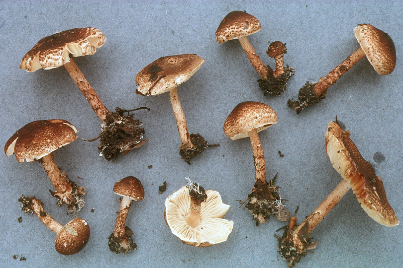 Lepiota castanea