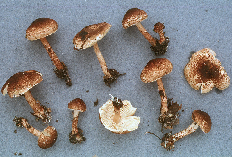 Lepiota castanea