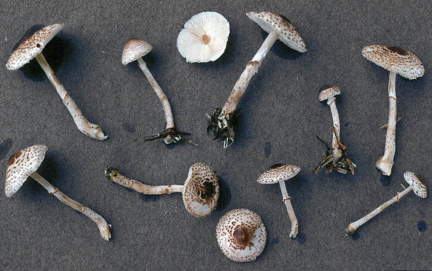 Lepiota felina