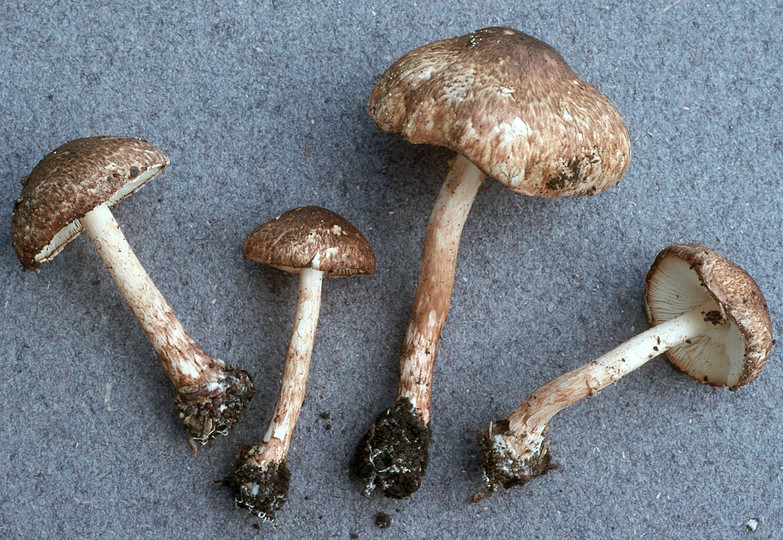 Lepiota boudieri