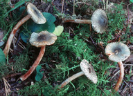 Lepiota grangei