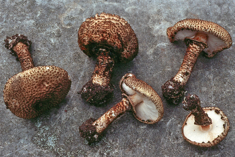 Lepiota hystrix