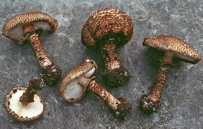 Lepiota hystrix