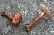 Lepiota jacobii