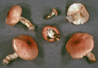 Lepiota ochraceofulva