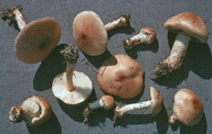 Lepiota ochraceofulva