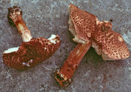 Lepiota perplexa