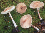 Lepiota clypeolaria