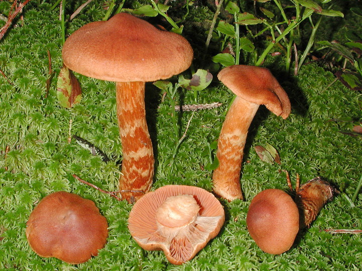 Cortinarius rubellus