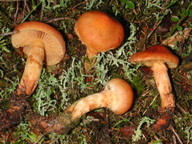 Cortinarius limonius