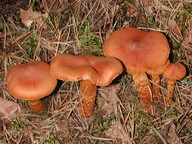 Cortinarius rubellus