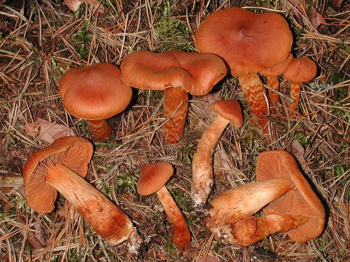 Cortinarius rubellus