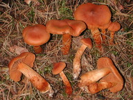 Cortinarius rubellus