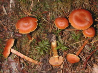 Cortinarius gentilis