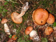 Cortinarius intentus