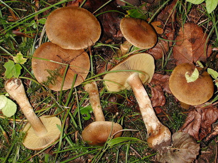 Cortinarius cotoneus