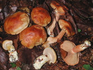 Cortinarius rubicundulus