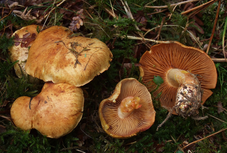 Cortinarius rubicundulus