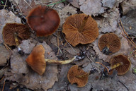 Cortinarius saniosus