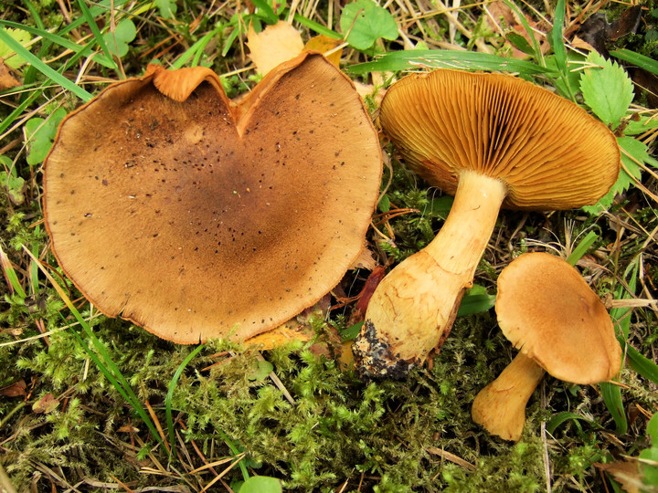 Cortinarius cotoneus