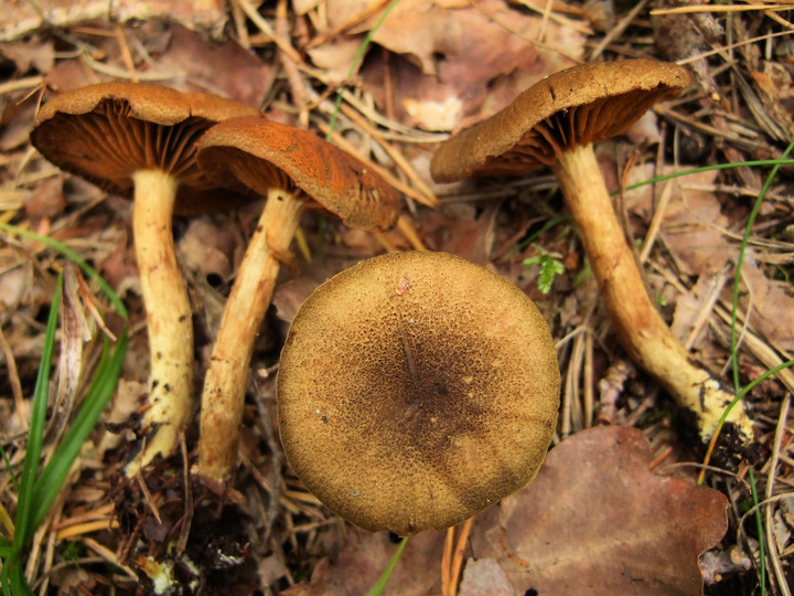 Cortinarius melanotus