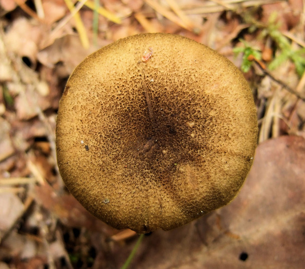 Cortinarius melanotus