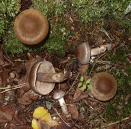 Cortinarius raphanoides