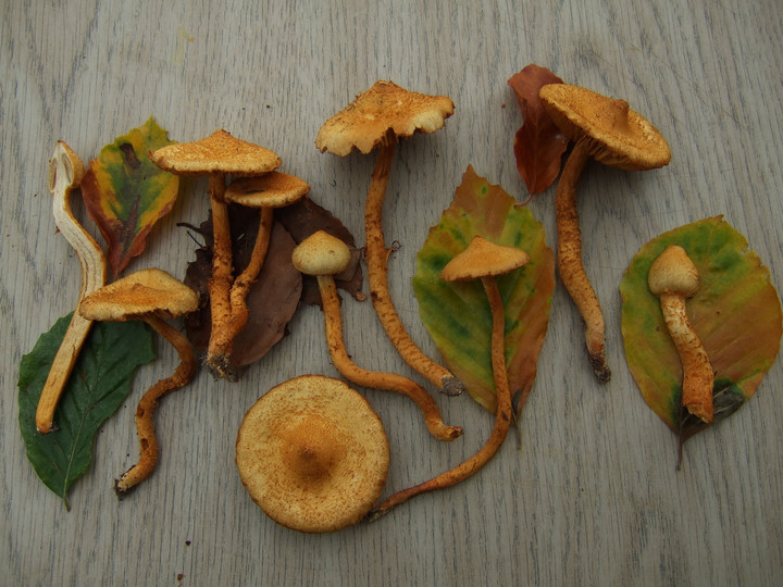 Cortinarius humicola