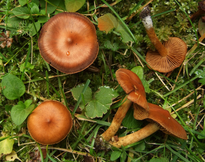 Cortinarius saniosus