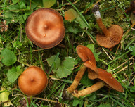 Cortinarius saniosus