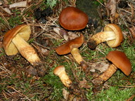 Cortinarius limonius