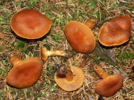 Cortinarius limonius