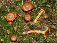 Cortinarius gentilis