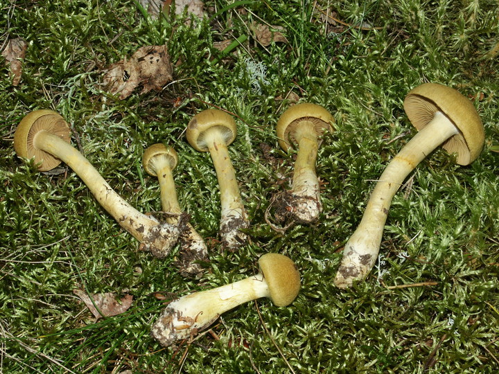 Cortinarius venetus