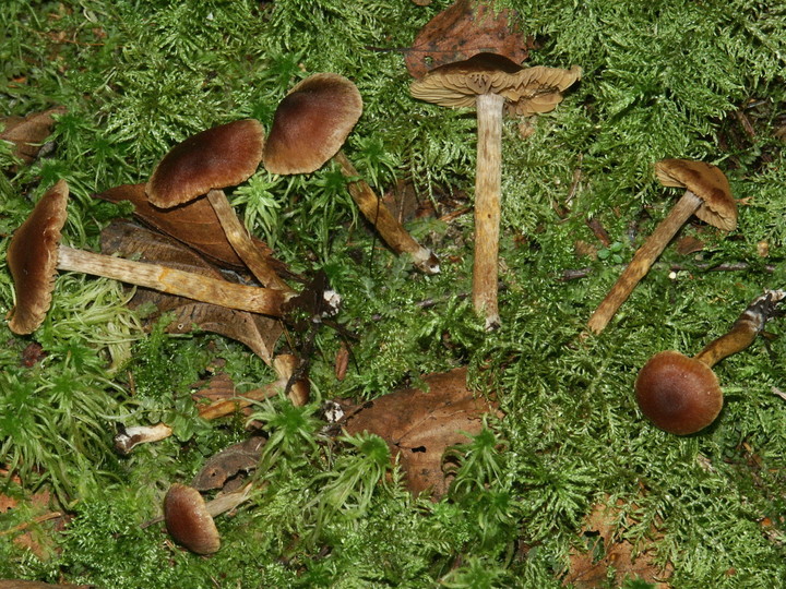 Cortinarius saniosus